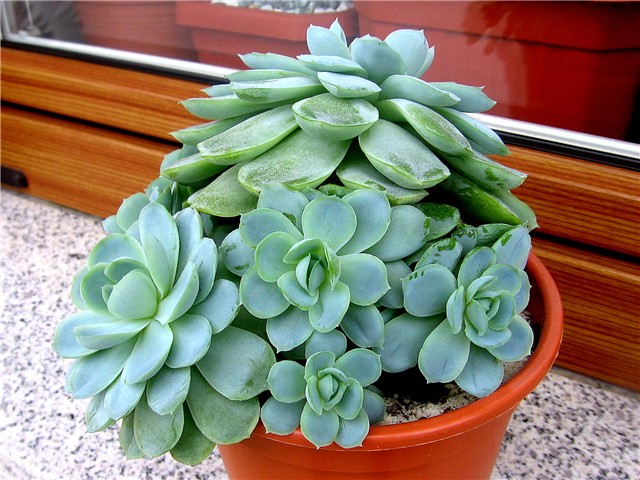 Echeveria elegans